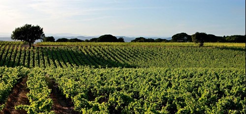 Vineyard in the Costieres de Nimes AOC region